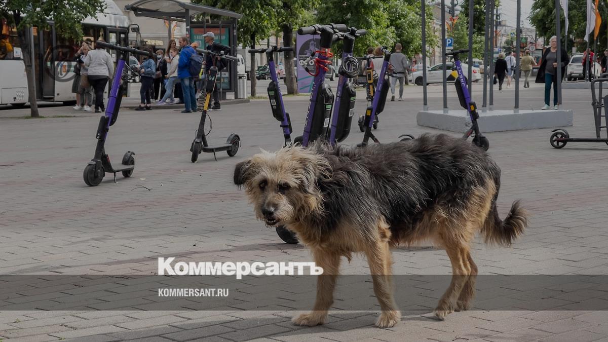 Губернатор Югры заявила, что появление бродячих собак — это вина граждан –  Коммерсантъ Екатеринбург