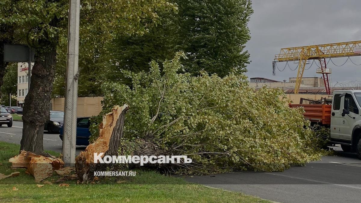 Шторм в Петербурге повалил деревья и дорожные знаки – Коммерсантъ  Санкт-Петербург