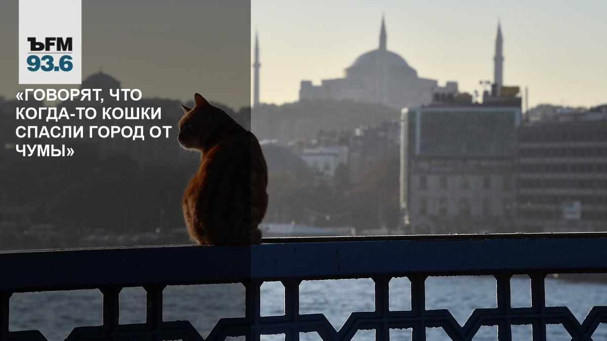 «Говорят, что когда-то кошки спасли город от чумы» // Петр Воронков — об отношении к животным в Стамбуле