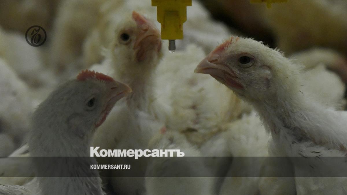 Крупнейший поставщик куриного мяса в Алтайском крае приостановит работу  завода – Коммерсантъ Новосибирск