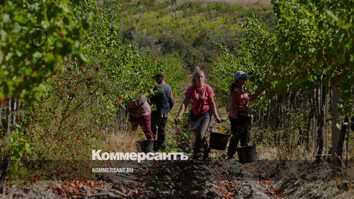 Аграриям не хватает рук – Коммерсантъ Краснодар