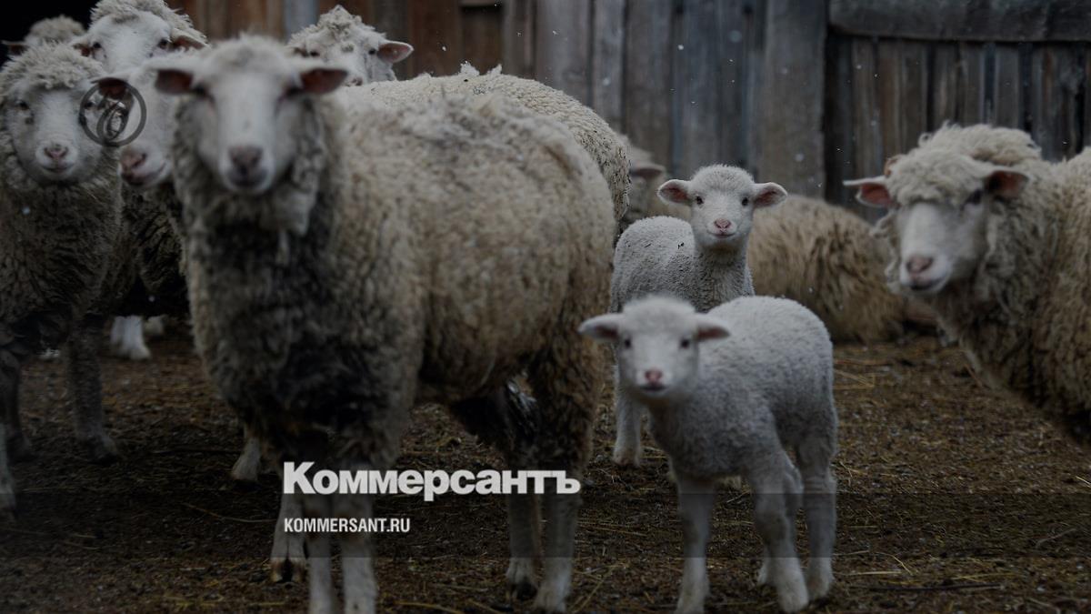 In Australia, farmers began giving away sheep for free - Kommersant