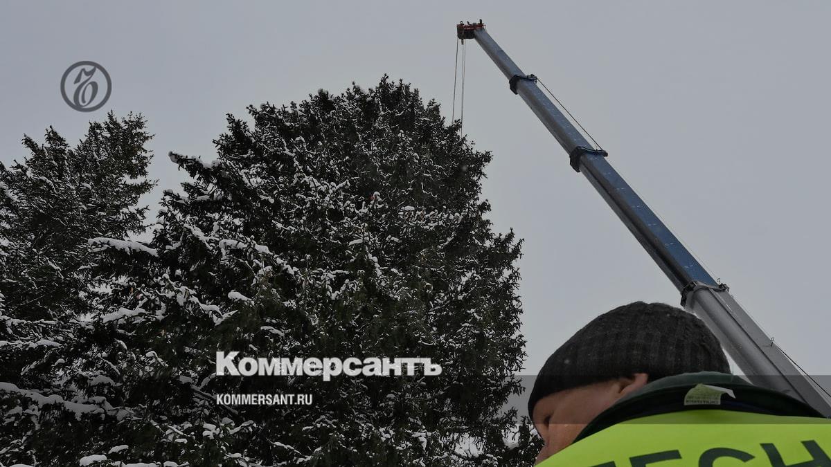 В Красноярском крае власти срубили ель во дворе дома и установили ее на  площади – Коммерсантъ Новосибирск