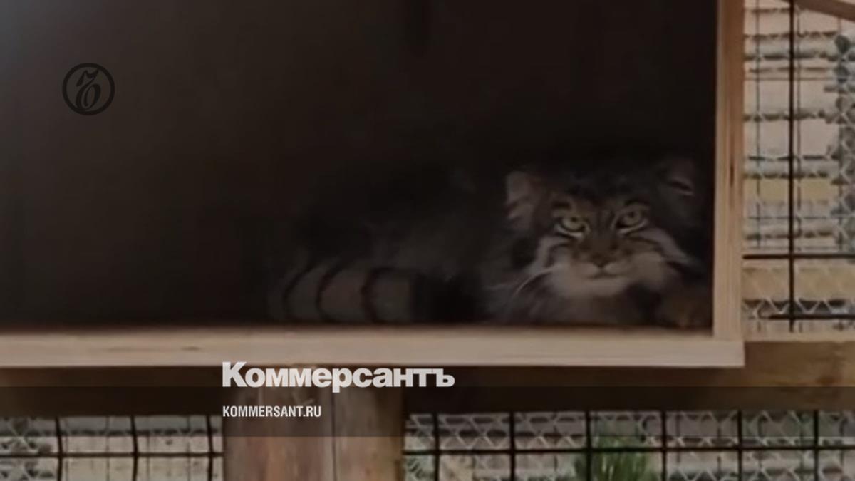 In the Leningrad region, a case was opened about cruelty to animals in the zoo where a Pallas cat died