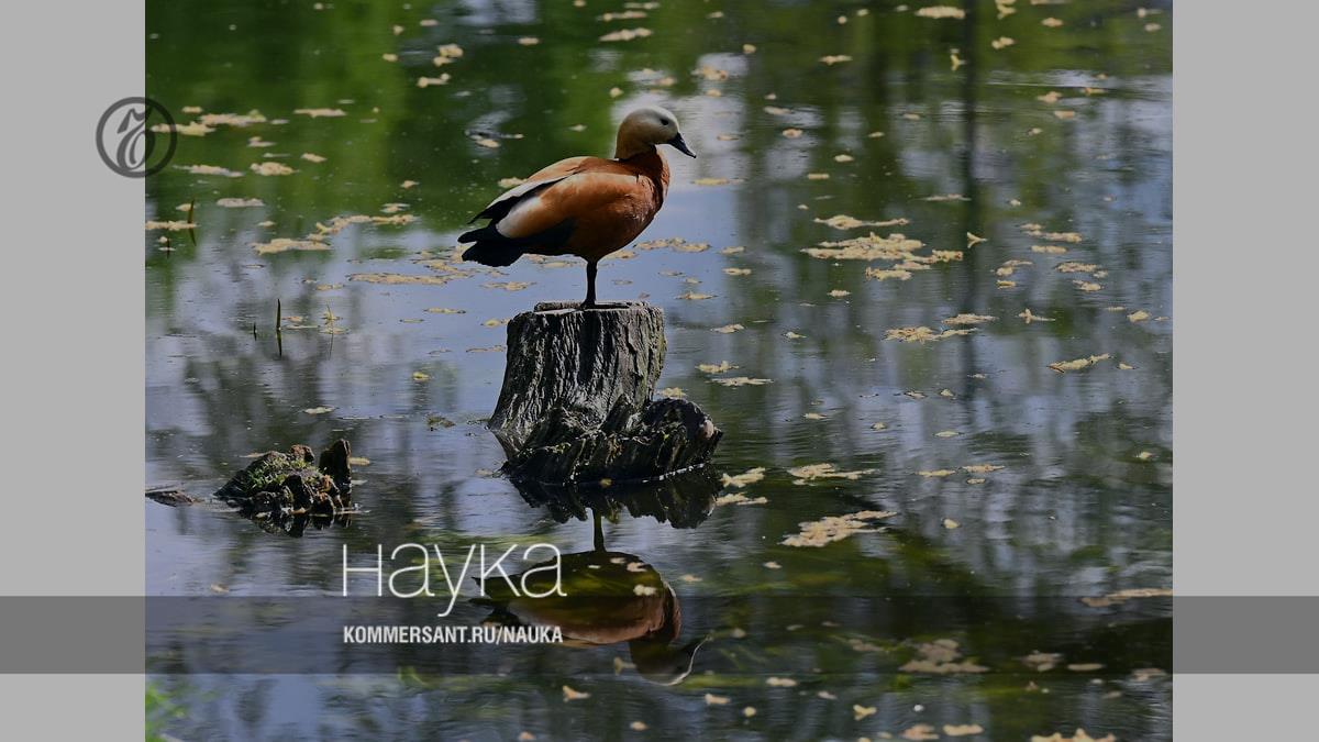 Как живут городские птицы – Наука