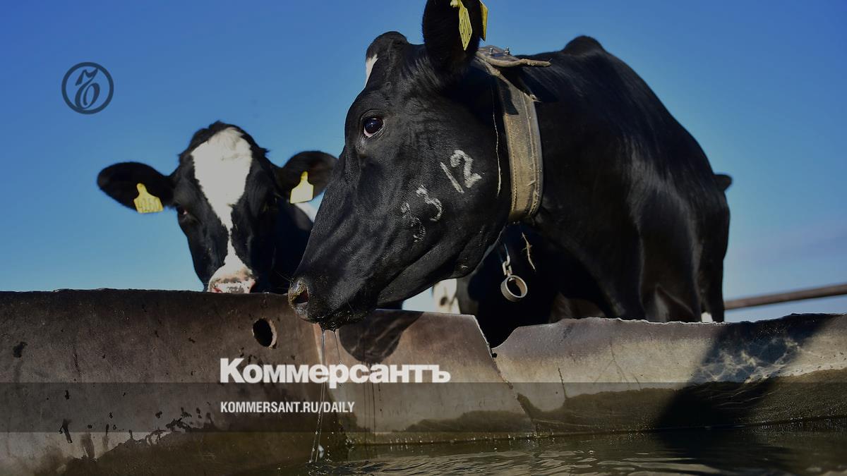 Запнулись об узелки – Коммерсантъ Новосибирск