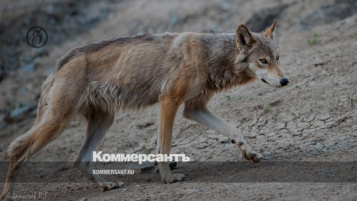 Ученые подготовили план по регуляции эвенкийских волков – Коммерсантъ  Красноярск