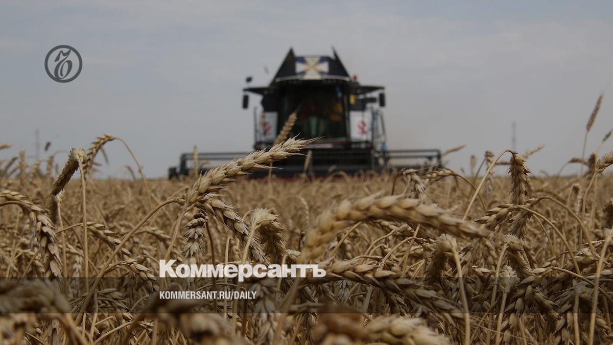 World wheat production in 2024 could reach 797.3 million tons