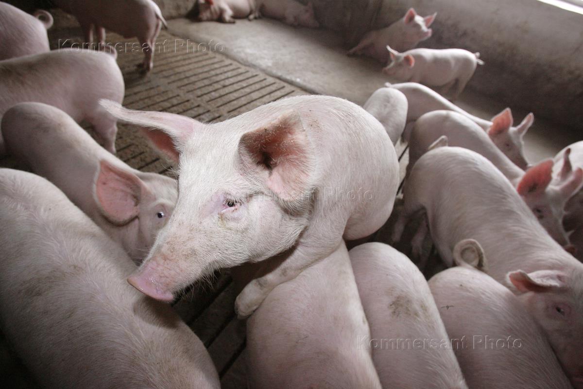 Племенные поросята. Лузинский свинокомплекс. Свина ферма. Свиноферма. В бывшей свиноферме.
