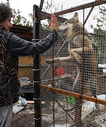 The only wolf shelter in Russia rescues and nurses wild animals affected by people. Everyone here can become a wolf comrade - his official guardian.