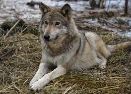 The only wolf shelter in Russia rescues and nurses wild animals affected by people. Everyone here can become a wolf comrade - his official guardian.