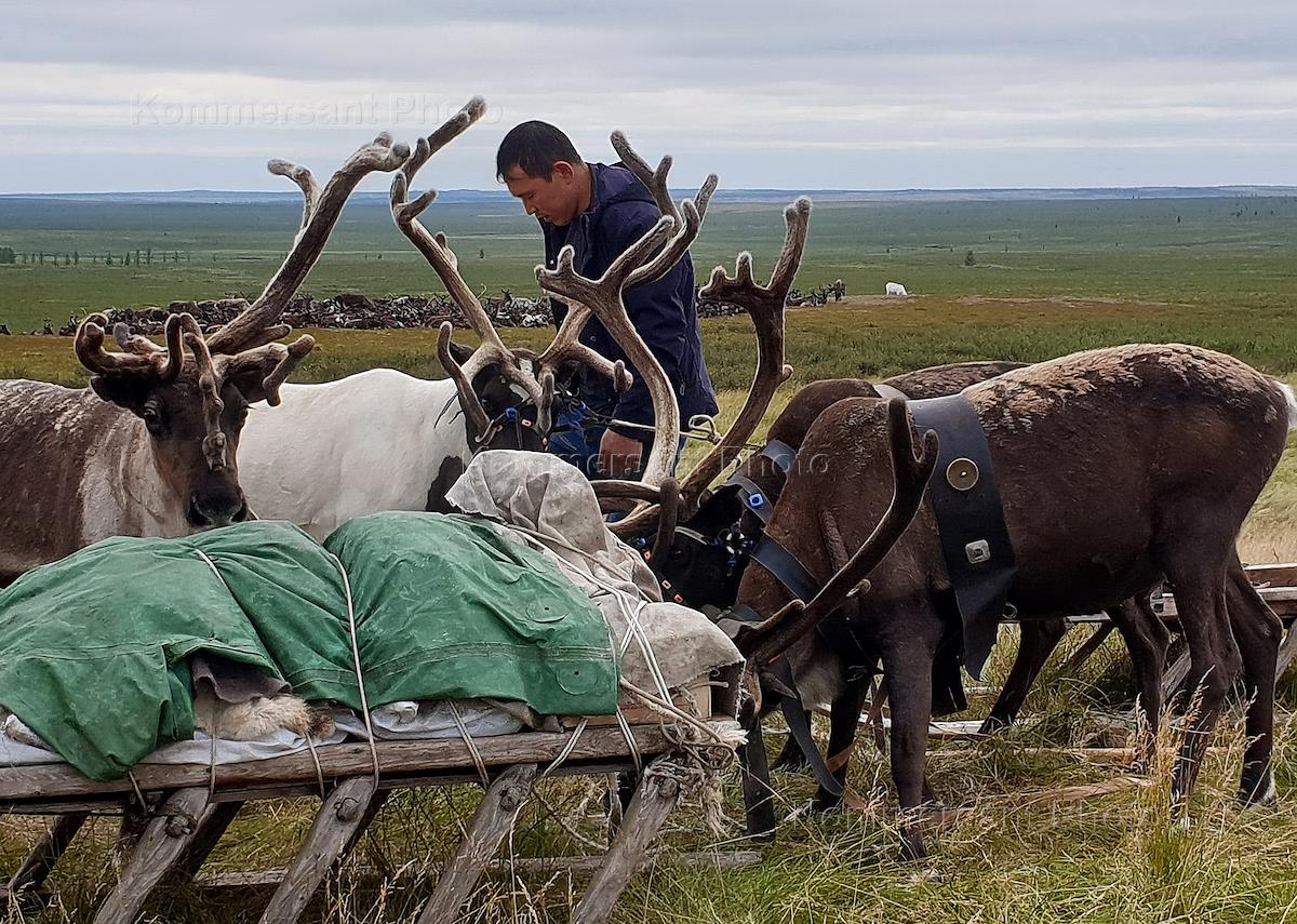 Оленеводство в Российской Арктике