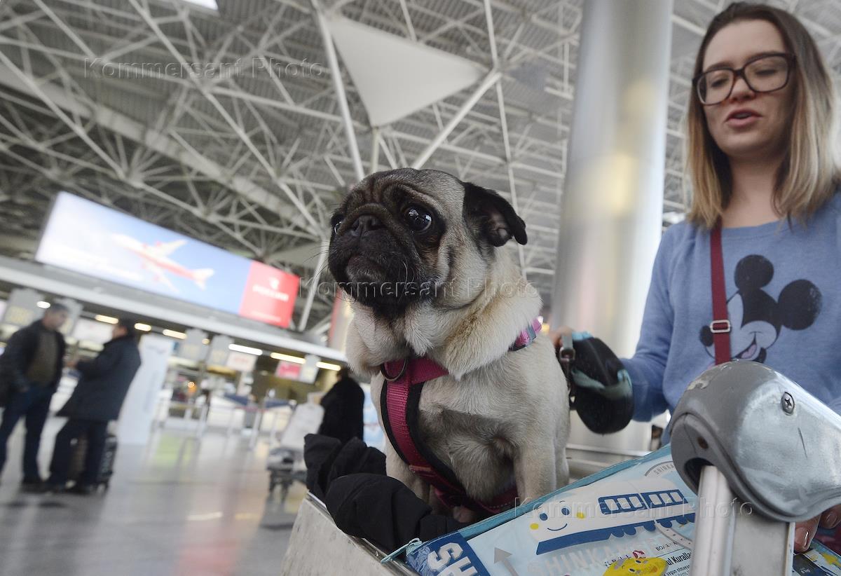 аэратор внуково. вакансии для женщин внуково. представительство авиакомпании в аэропорту. сотрудники аэропорта внуково. кассир в аэропорту.