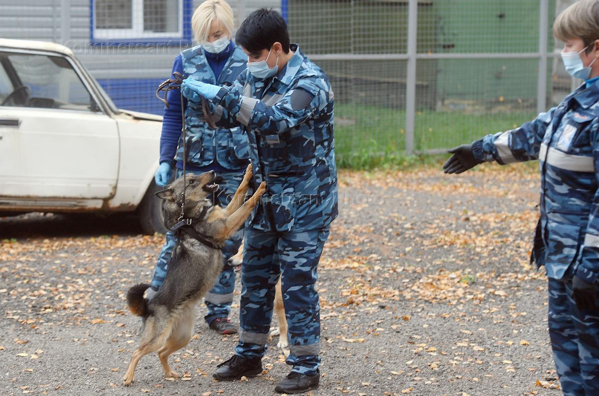 План работы кинологической службы на один год