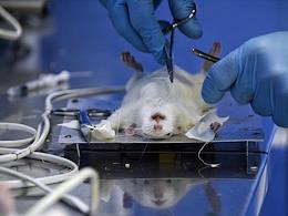 Operation on rats during a medical study.