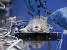Operation on rats during a medical study.