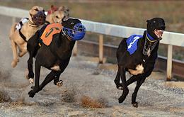 The first on the peninsula and the only cinema track (track) operating in Russia for racing - racing of hunting greyhounds - was opened in Crimea.