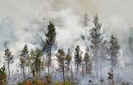 Forest fires in Yakutia.