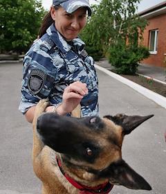 Training sessions at the Canine Service Center of the Department of the Ministry of Internal Affairs of Russia for the city of Rostov-on-Don.