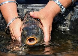 Buddhist ritual Tsetar - a ritual of giving life. The parishioners of the St. Petersburg Datsan buy live river fish and release it into the water after prayer.
