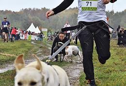 Race with dogs - cross 'Fast dog' in the park 'Bitsevsky forest'.
