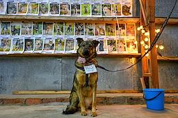 Exhibition of stray dogs 'We must take' at the Khlebzavod.