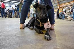 Exhibition of stray dogs 'We must take' at the Khlebzavod.