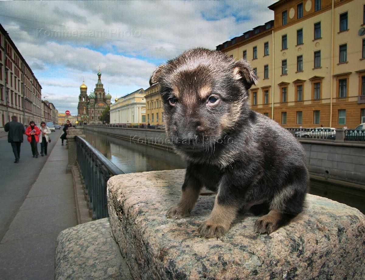 животные санкт петербурга фото