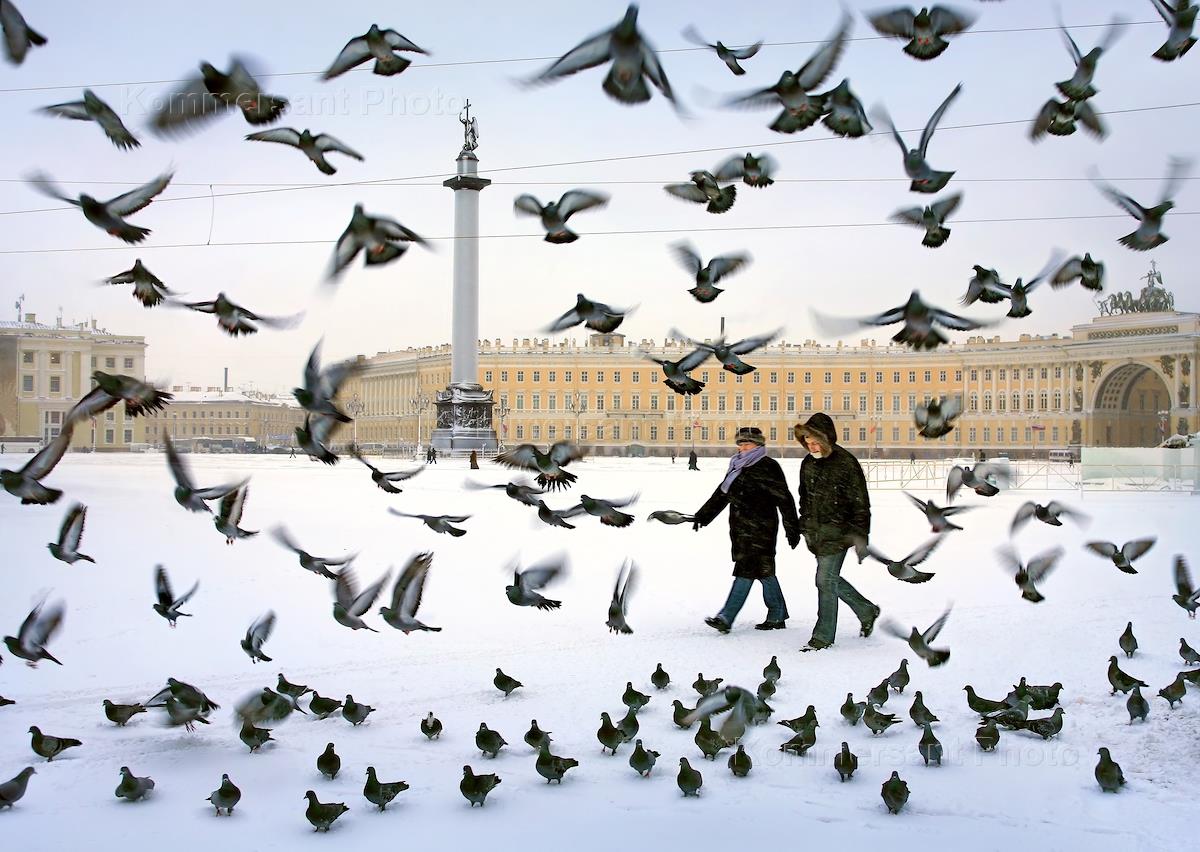 птицы санкт петербурга зимой