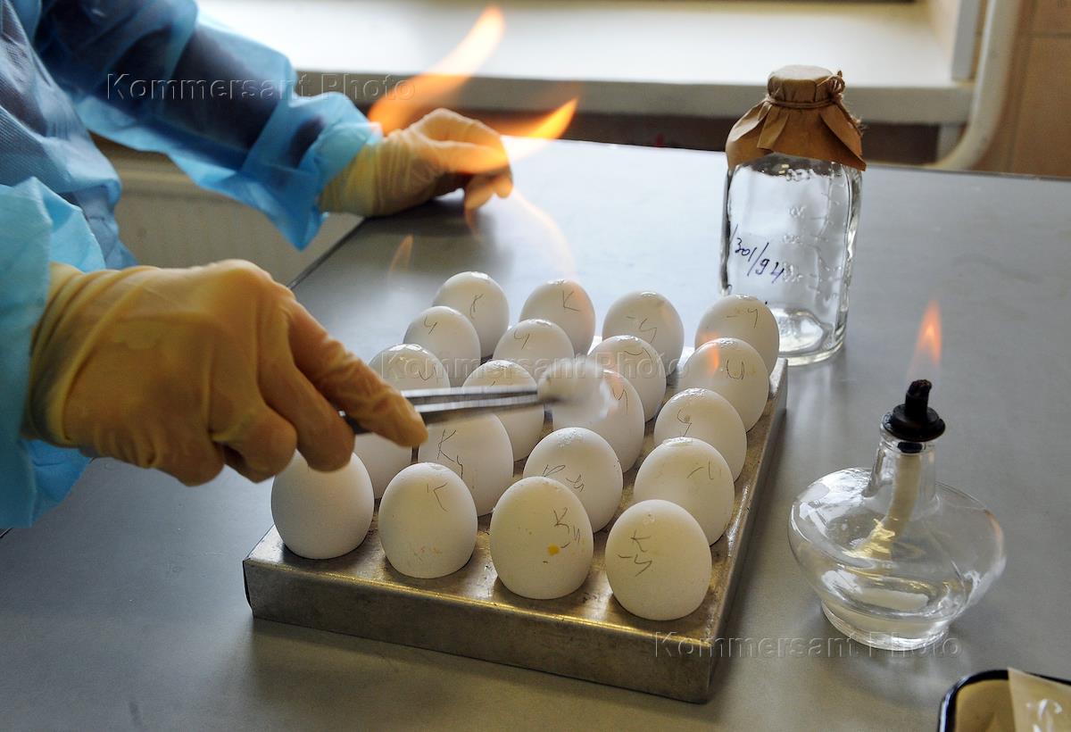 Исследование на сальмонеллез. Лабораторные исследования яиц. Экспертиза куриных яиц. ВСЭ яиц и яичных продуктов. Санитарная экспертиза яиц.