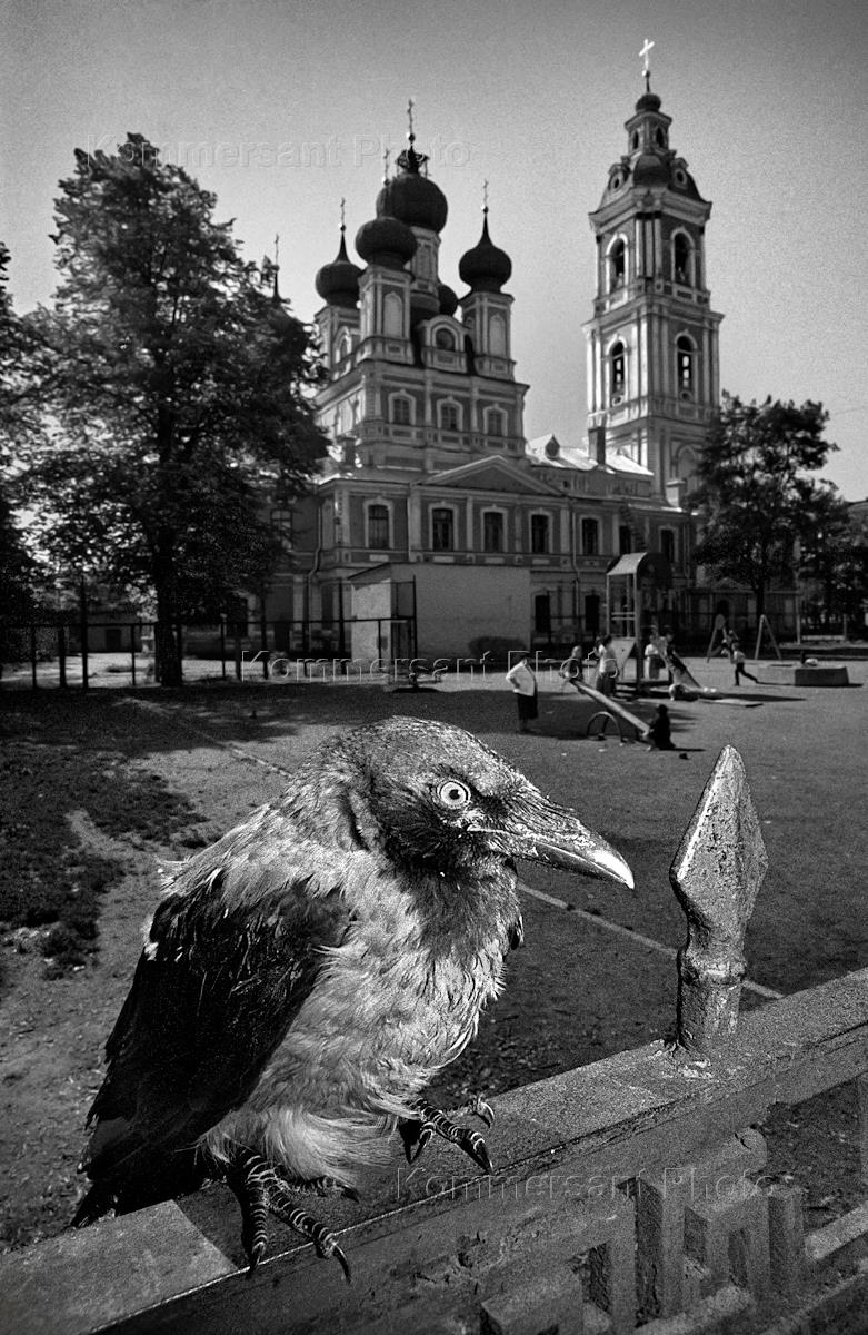 Город ворона. Городские вороны. Вороны в городе. Ворона в городе. Город Воронов.