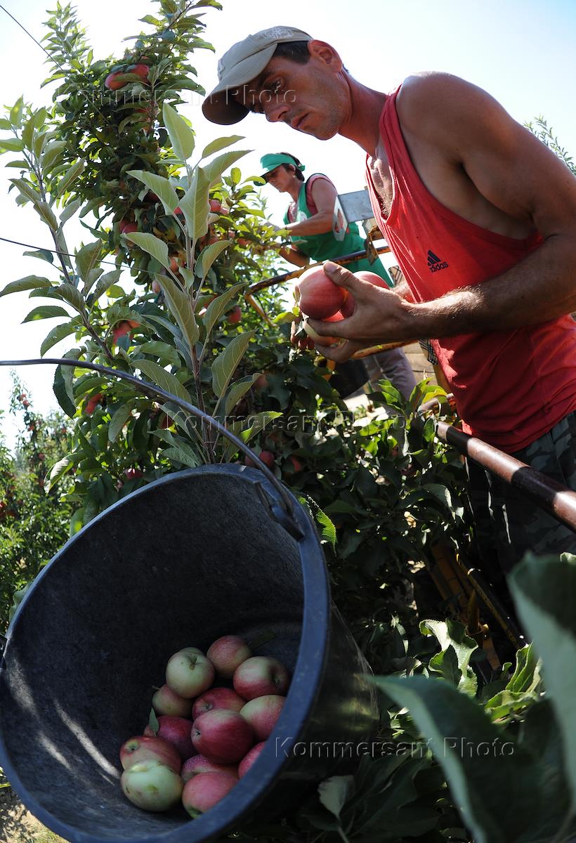 Сад гигант ингушетия. Погода сад гигант. Сад гигант славянск на кубани. Арка сад гигант славянск на кубани. Сад гигант ингушетия.
