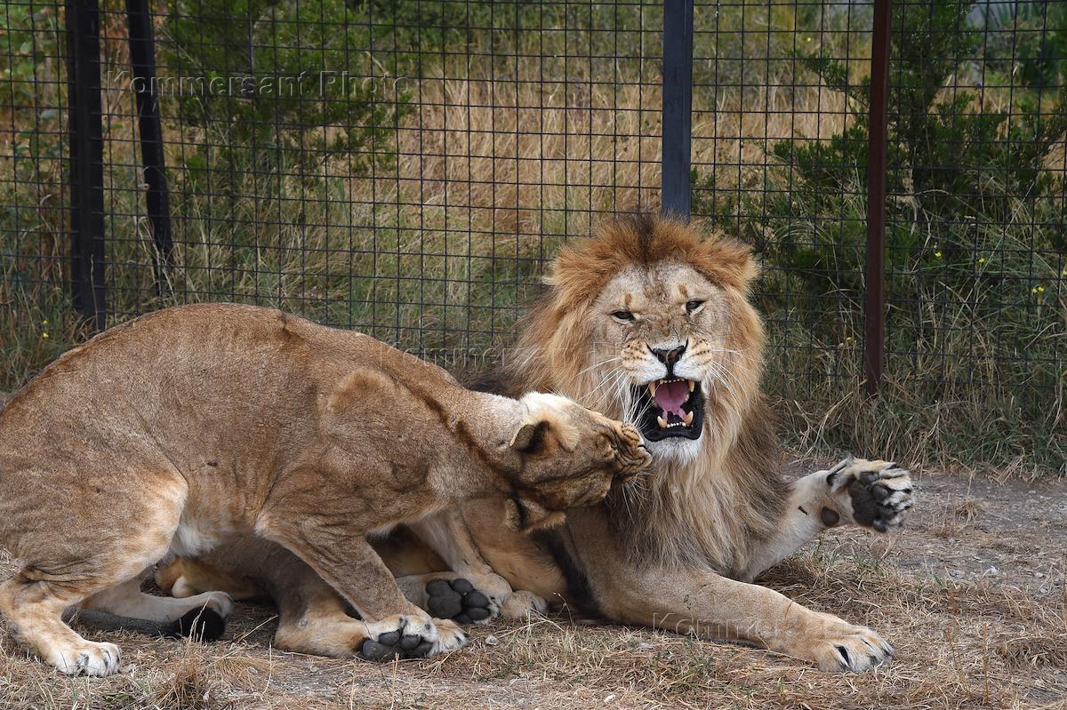 животные новосибирского зоопарка. тигрёнок алтай тайган. асада и шерхан парк тайган. асада и шерхан парк тайган. асада и шерхан парк тайган.