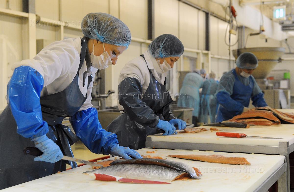 Икрянники рыбные. Рыбный завод. Переработка рыбы. Рыбоперерабатывающие предприятия. Потрошение рыбы на производстве.